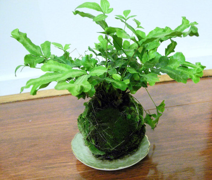 bonsai koks Keto-Tsuchi - Peat Muck - Kokedama Bonsai Soil