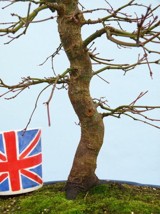 Japanese Maple Bonsai Tree