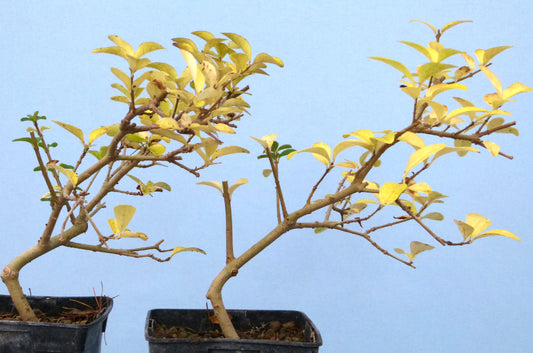 Privet Flowering Bonsai Starter Trees x2 - CLEARANCE