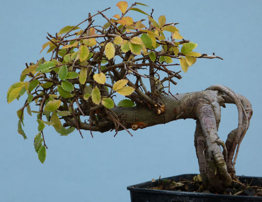 Chinese Elm Bonsai Tree - CLEARANCE