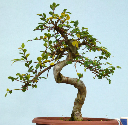 Chinese Elm Bonsai Tree - CLEARANCE