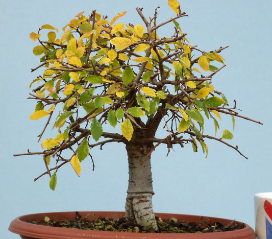 Chinese Elm Bonsai Tree - CLEARANCE