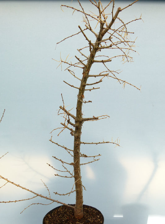 European larch