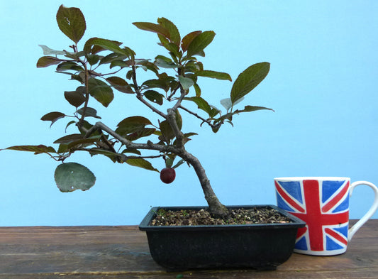 Bonsai Starter Tree Bonsai Material - Black Cherry Plum