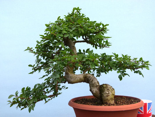 Chinese Elm Bonsai Tree