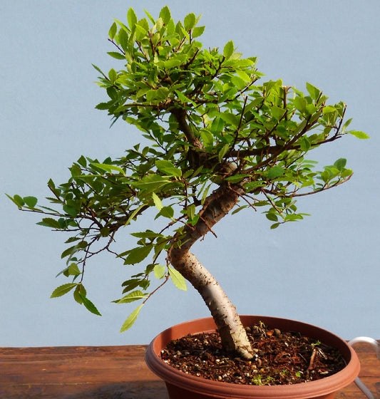 Chinese Elm Bonsai Tree - CLEARANCE