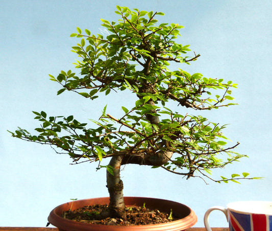 Chinese Elm Bonsai Tree - CLEARANCE