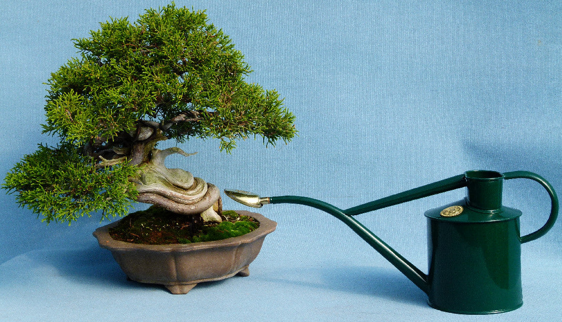 bonsai tree watering can Haws The Rowley Ripple Watering Can - Steel - Green