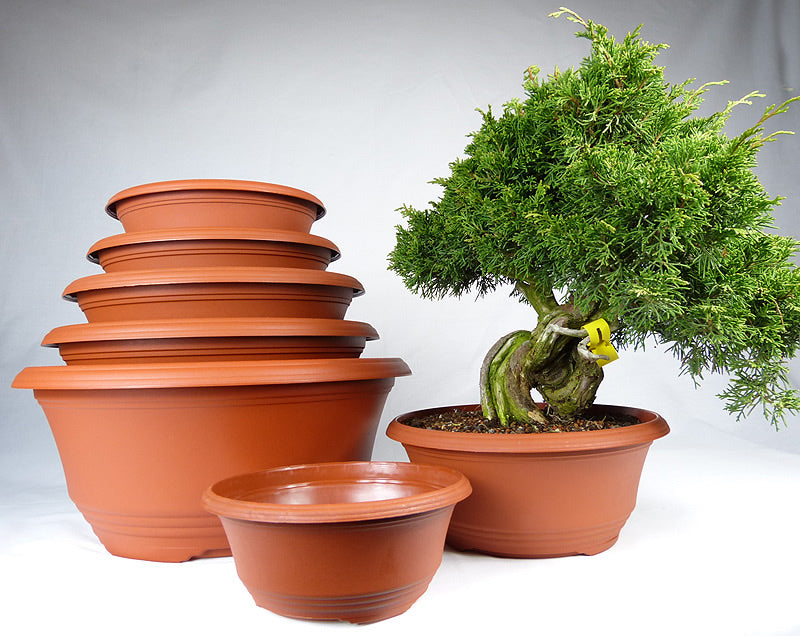 bonsai tree plastic Plastic Pots for Bonsai Nursery Stock – Kaizen Bonsai