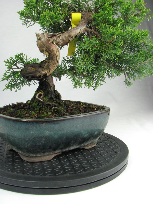 bonsai tree turntable Bonsai Turntable – Kaizen Bonsai