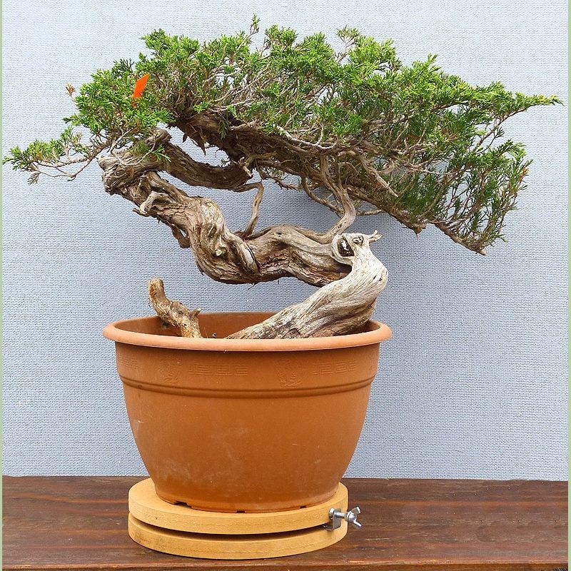 plant pot turntable Bonsai Rotating Turntable - Medium size