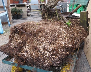 A lot of root and a lot of weight to deal with.