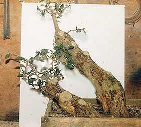 privet bonsai