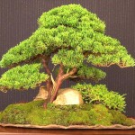 Juniperus chinensis Blaauw Image 5