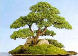 Juniperus chinensis Blaauw Image 4