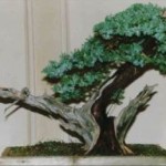 Eric's Juniper Juniperus Spp Image 3