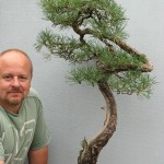 Pinus sylvestris - scots pine