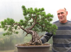 In the Workshop Yamadori Scots Pine image 2