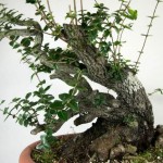 Phillerea augustifolia