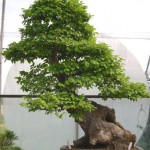 Ulmus parviflora