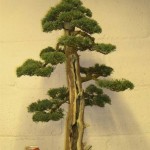 Juniperus Chinensis blauwws