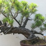 Pinus uncinata - Mugo pine