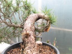 In the workshop Swiss Mountain Pine (pinus cembra) Image 1