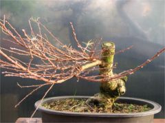 In the Workshop Japanese Larch Image 1