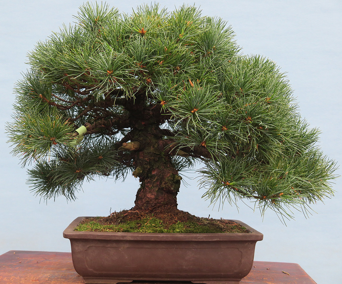 Japanese black pine (pinus thunbergii) is considered to many as the most cl...