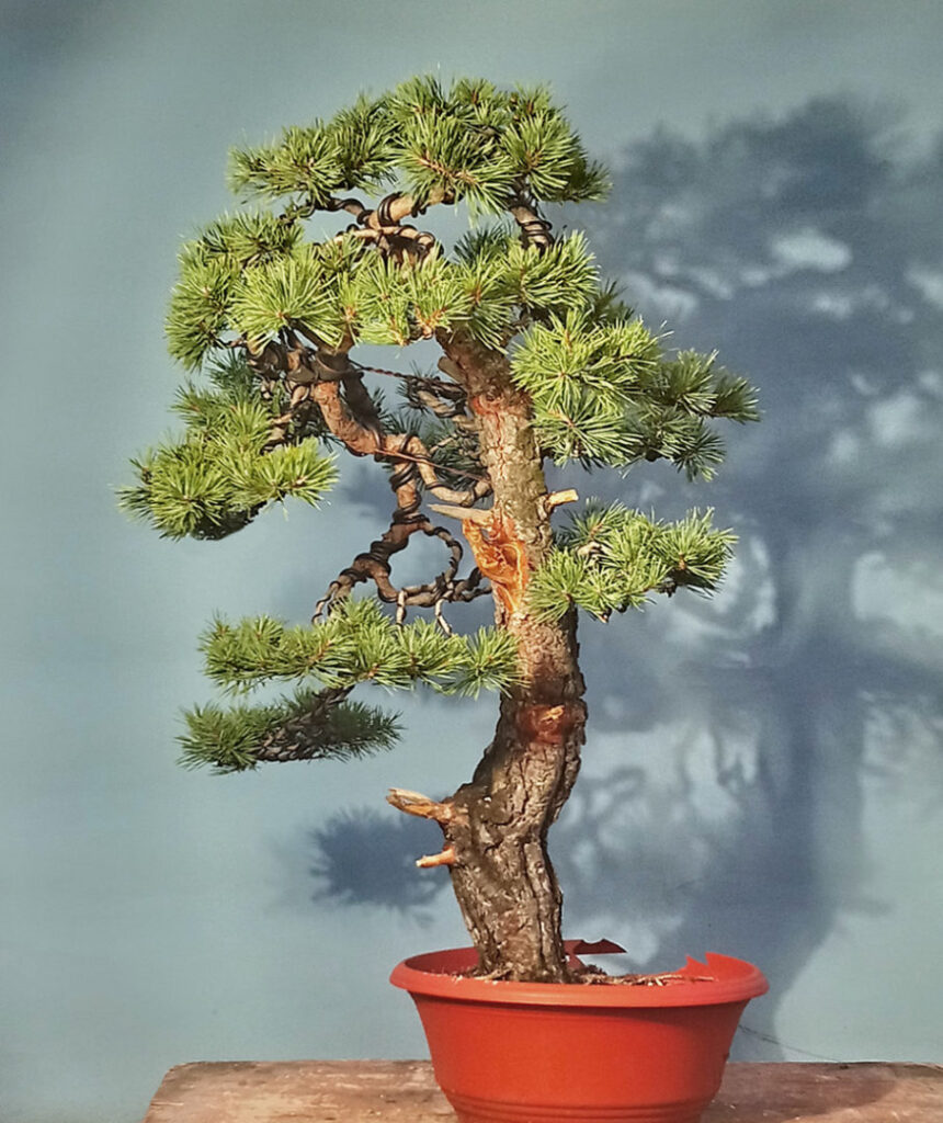 Scots Pine Bonsai Development