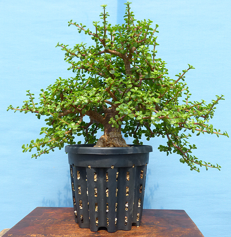 Easy portulacaria bonsai