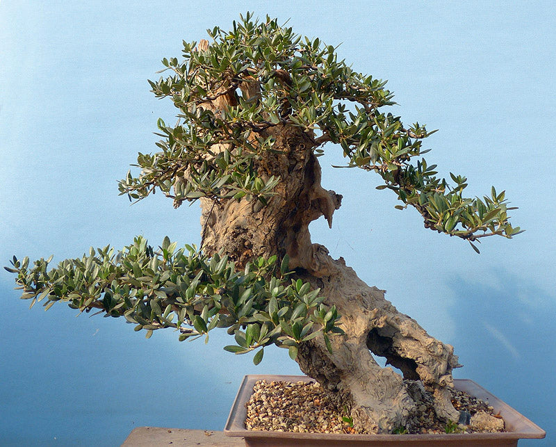 Bonsai Trees