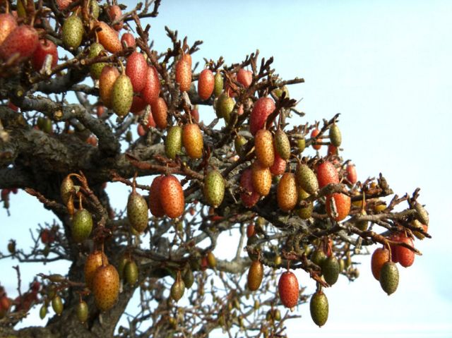 Elaeagnus after defoliation