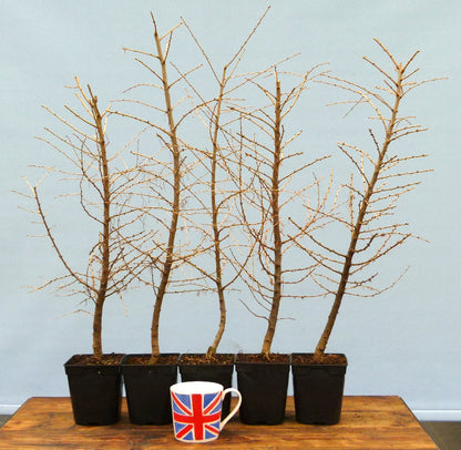 5 x larch trees