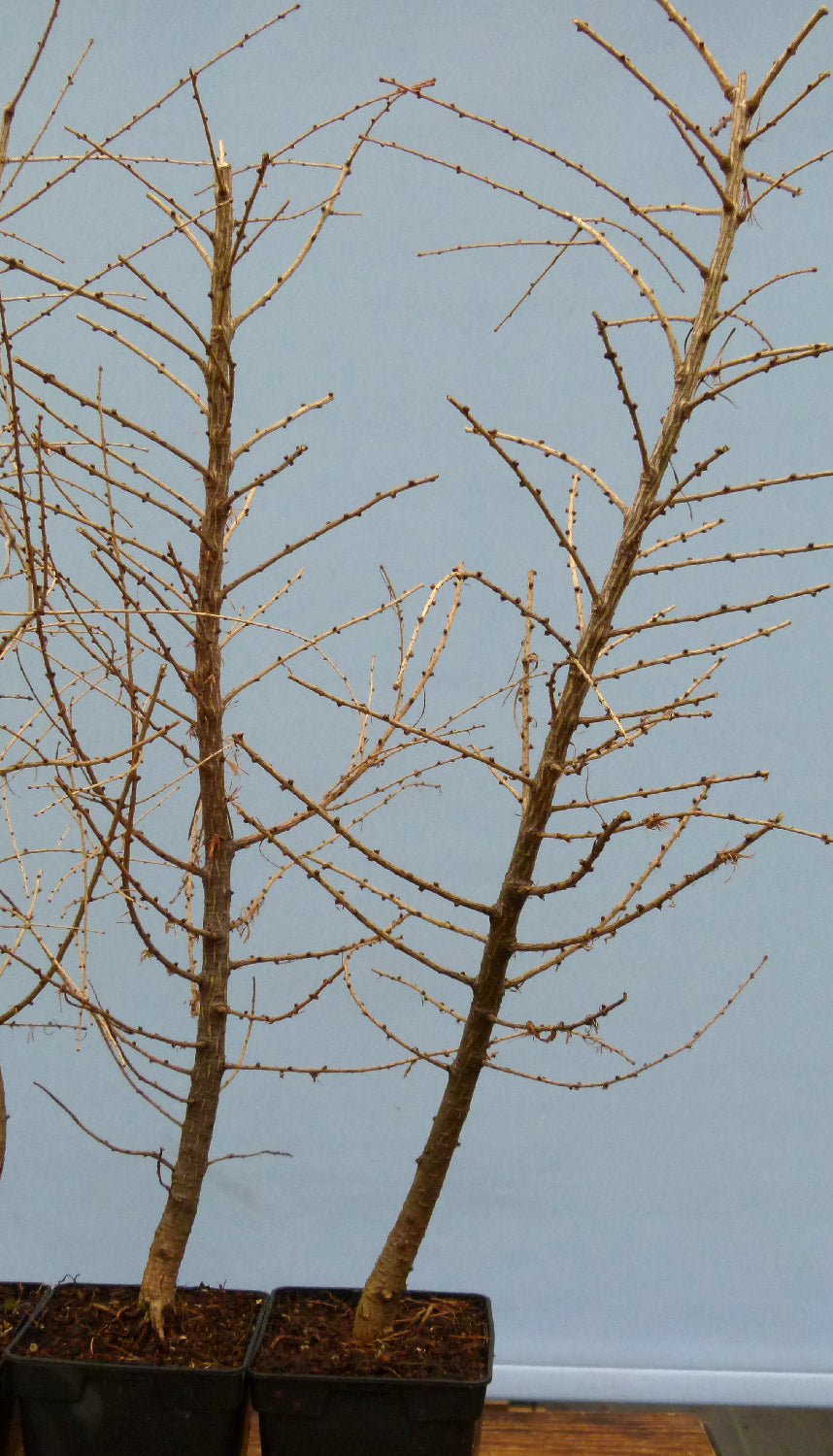 Larch trees close up