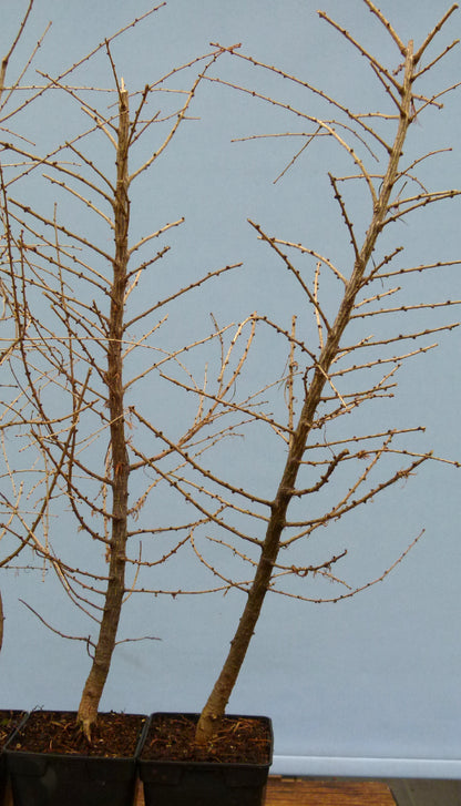 Larch trees close up
