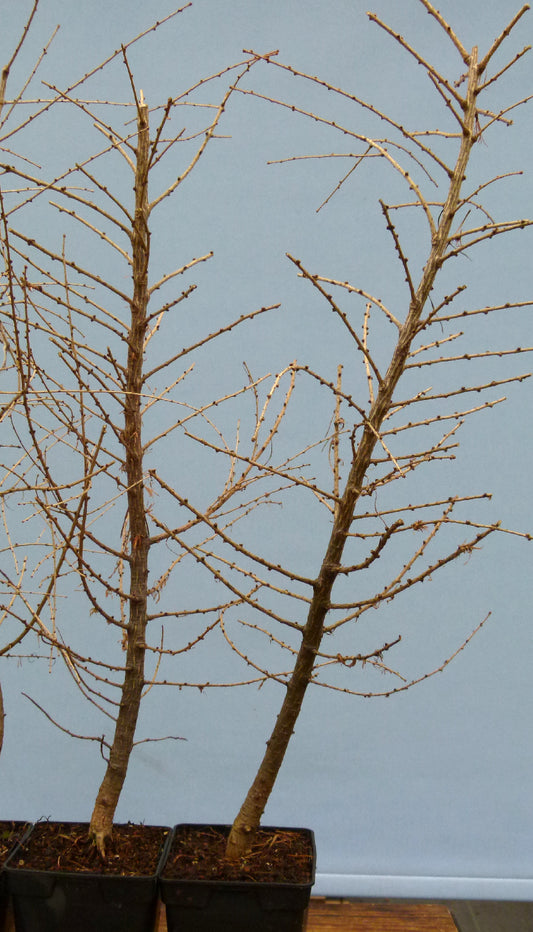 Larch trees close up