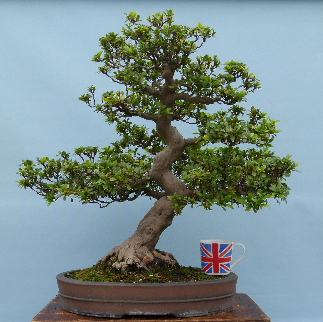 Japanese Satsuki Azalea Flowering Bonsai Tree