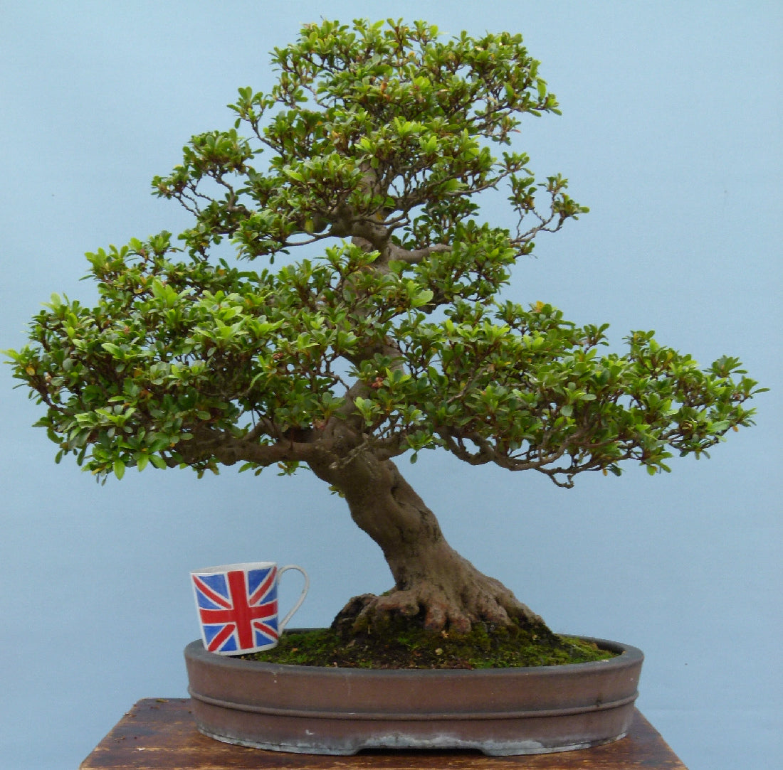 Japanese Satsuki Azalea Flowering Bonsai Tree