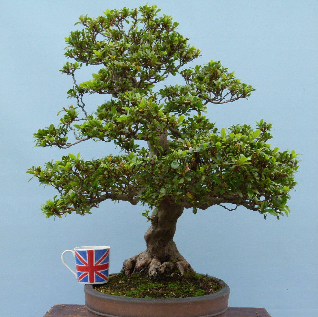 Japanese Satsuki Azalea Flowering Bonsai Tree