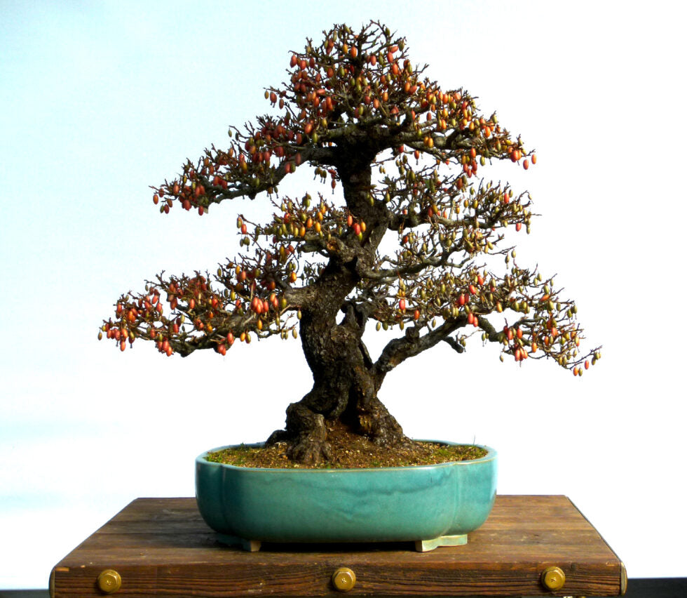 1 Day A Year Bonsai Tree Eleagnus