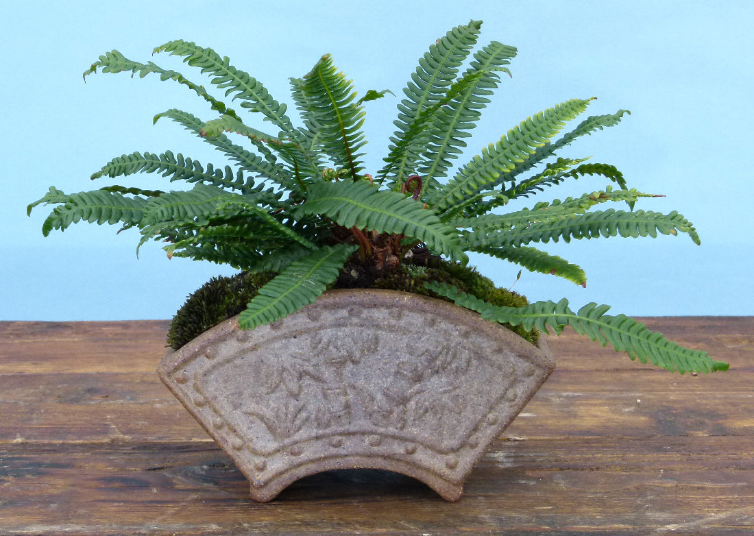 Bonsai pot planted with a fern.