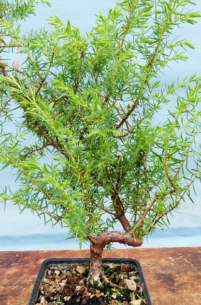 An example of what we have produced from these exact plants. EXAMPLE PHOTO NOT INCLUDED!