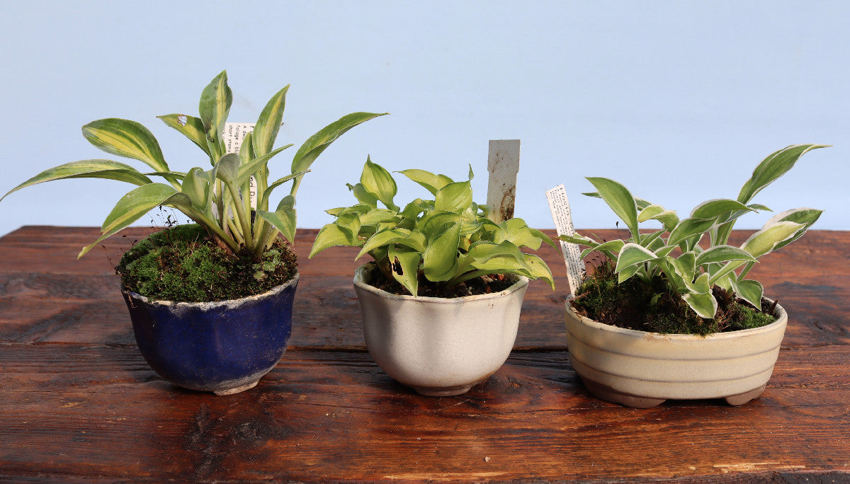 Three small potted hostas arranged side by side on a rustic wooden surface against a light blue background. The plants have green and variegated foliage, planted in moss, and housed in ceramic pots of different colors: dark blue, off-white, and beige.