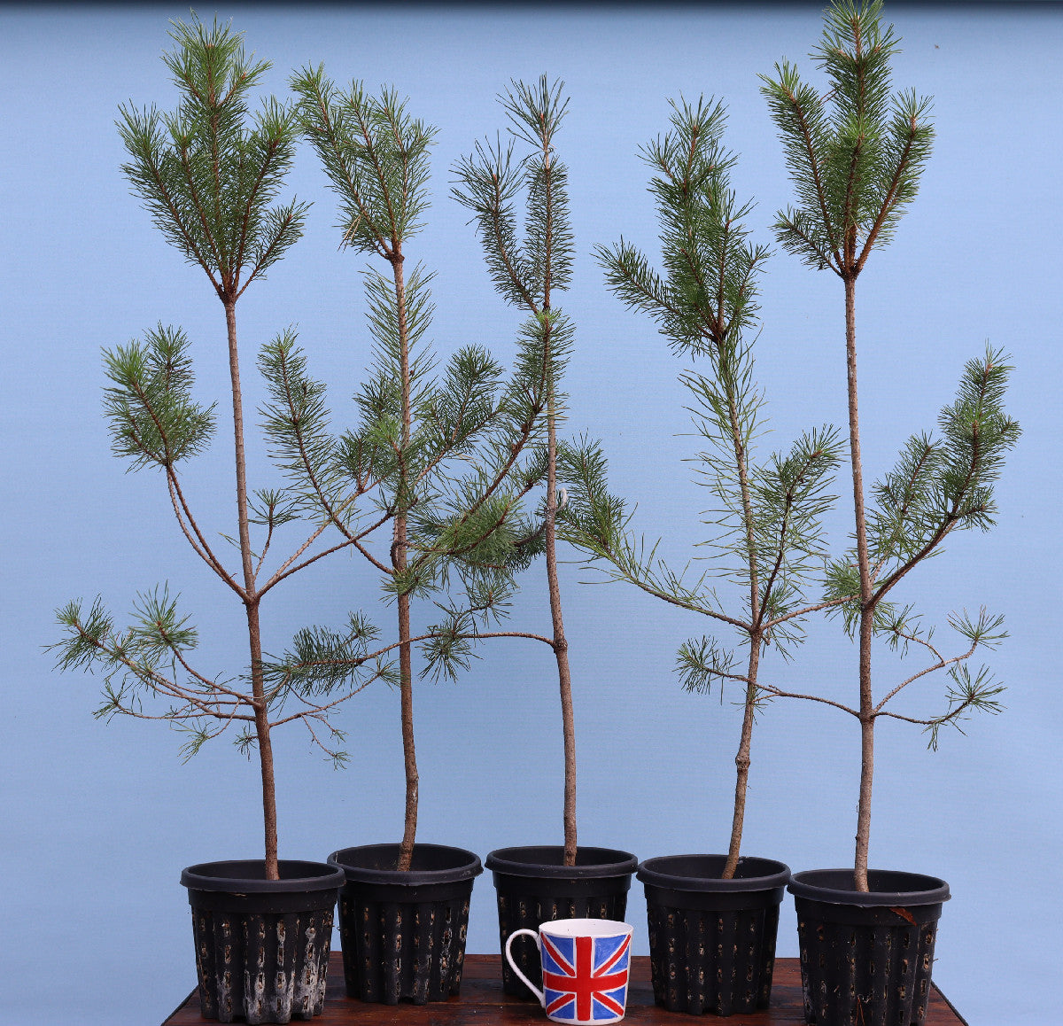 Five small potted evergreen trees with green needles and brown trunks, arranged on a wooden surface against a light blue background. A small white mug with a Union Jack design sits in front of the pots.