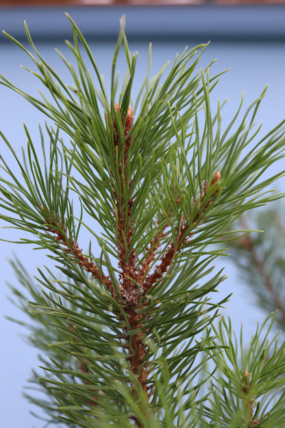 Scots Pine Bonsai Material - CLEARANCE