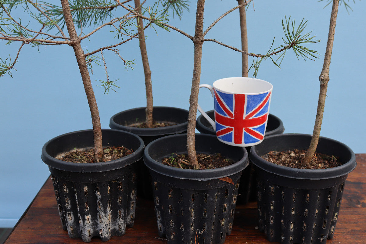 Scots Pine Bonsai Material - CLEARANCE