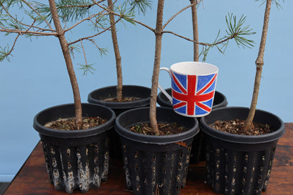 Scots Pine Bonsai Material - CLEARANCE