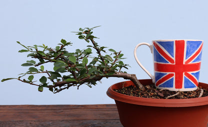 A potted bonsai-style tree with green leaves and a brown trunk sits in a terracotta-colored pot on a wooden surface, next to a white ceramic mug decorated with a red, white, and blue Union Jack flag pattern.