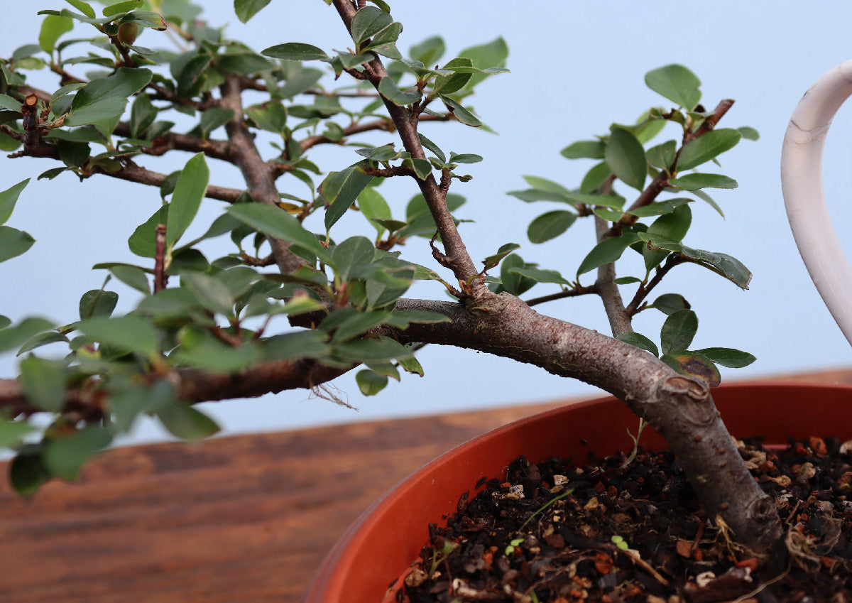 Bonsai Starter Tree Cotoneaster - CLEARANCE
